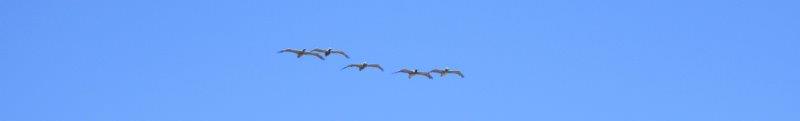 Pelicans flying Over Indo Drive Shell Beach California Pelicans flying Over IndoDrive Shell Beach California